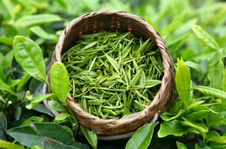 Green Tea - The Elixir of Elegance and Health 4 tra 1